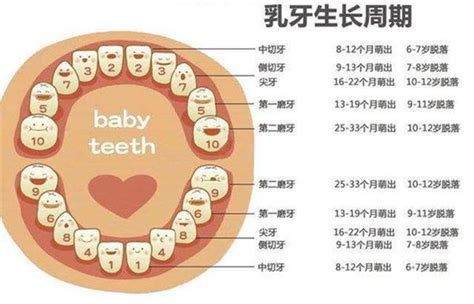 下牙|人的每颗牙齿叫什么名字？